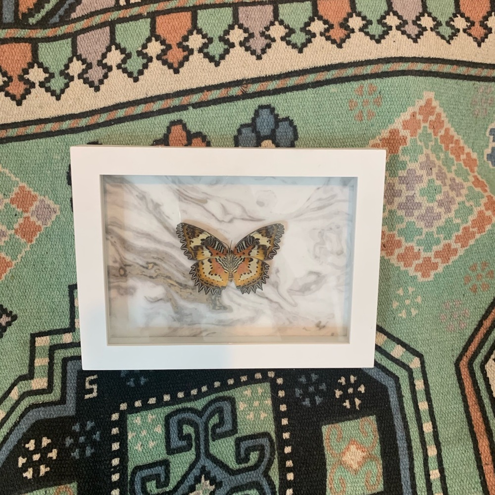 Shadow box butterfly